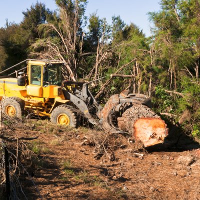 Overharvesting and habitat conversion is imperilling species